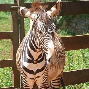Grevy's zebra -Parque de la Naturaleza de Cabárceno (2025)