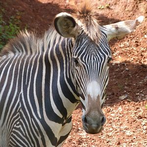 Grevy's zebra -Parque de la Naturaleza de Cabárceno (2025)