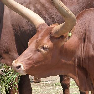 Watusi cattle -Parque de la Naturaleza de Cabárceno (2025)