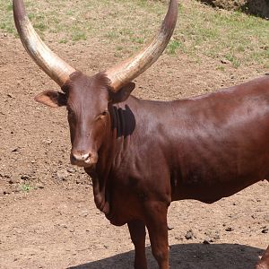 Watusi cattle -Parque de la Naturaleza de Cabárceno (2025)