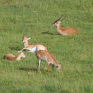 Kafue flats lechwes -Parque de la Naturaleza de Cabárceno (2025)
