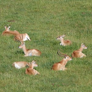 Kafue flats lechwes -Parque de la Naturaleza de Cabárceno (2025)