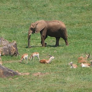 African bush elephant and Kafue flats lechwes -Parque de la Naturaleza de Cabárceno (2025)