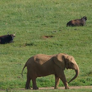 African bush elephant and South-European water buffaloes -Parque de la Naturaleza de Cabárceno (2025)