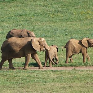 African bush elephants -Parque de la Naturaleza de Cabárceno (2025)