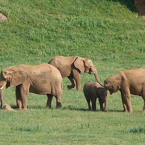 African bush elephants -Parque de la Naturaleza de Cabárceno (2025)