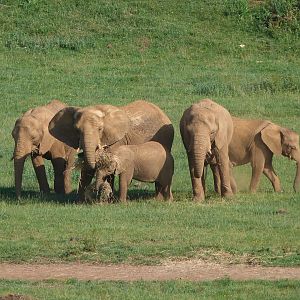 African bush elephants -Parque de la Naturaleza de Cabárceno (2025)