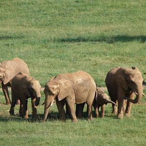 African bush elephants -Parque de la Naturaleza de Cabárceno (2025)
