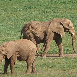 African bush elephants -Parque de la Naturaleza de Cabárceno (2025)