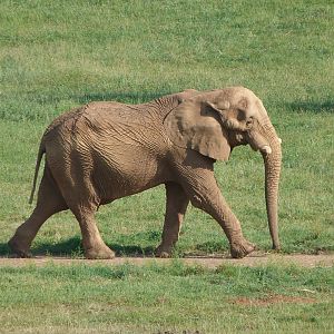 African bush elephant -Parque de la Naturaleza de Cabárceno (2025)