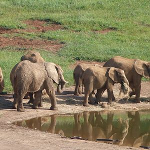 African bush elephants -Parque de la Naturaleza de Cabárceno (2025)