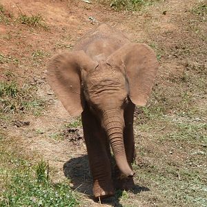 African bush elephant -Parque de la Naturaleza de Cabárceno (2025)