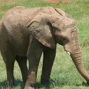 African bush elephant -Parque de la Naturaleza de Cabárceno (2025)