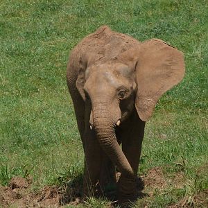 African bush elephant -Parque de la Naturaleza de Cabárceno (2025)