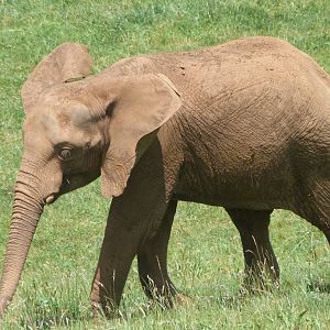 African bush elephant -Parque de la Naturaleza de Cabárceno (2025)