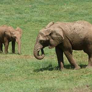 African bush elephants -Parque de la Naturaleza de Cabárceno (2025)