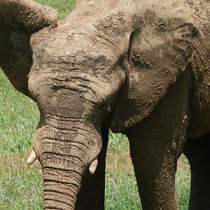 African bush elephant -Parque de la Naturaleza de Cabárceno (2025)