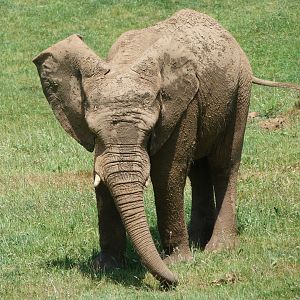 African bush elephant -Parque de la Naturaleza de Cabárceno (2025)