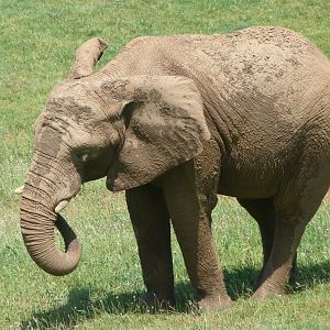 African bush elephant -Parque de la Naturaleza de Cabárceno (2025)