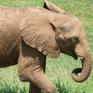 African bush elephant -Parque de la Naturaleza de Cabárceno (2025)