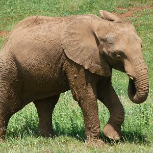 African bush elephant -Parque de la Naturaleza de Cabárceno (2025)