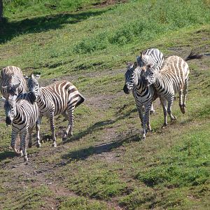 Grant's zebras -Parque de la Naturaleza de Cabárceno (2025)