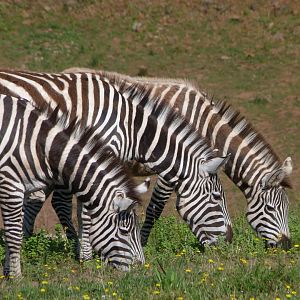 Grant's zebras -Parque de la Naturaleza de Cabárceno (2025)