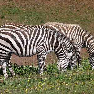 Grant's zebras -Parque de la Naturaleza de Cabárceno (2025)