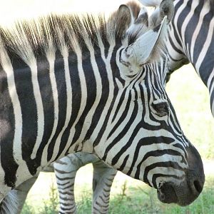 Grant's zebra -Parque de la Naturaleza de Cabárceno (2025)