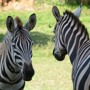 Grant's zebras -Parque de la Naturaleza de Cabárceno (2025)