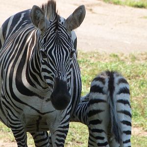 Grant's zebras -Parque de la Naturaleza de Cabárceno (2025)