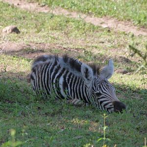 Grant's zebra -Parque de la Naturaleza de Cabárceno (2025)