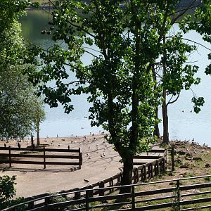 Common hippopotamus exhibit -Parque de la Naturaleza de Cabárceno (2025)