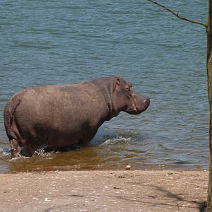 Common hippopotamus -Parque de la Naturaleza de Cabárceno (2025)