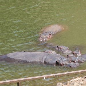 Common hippopotamuses -Parque de la Naturaleza de Cabárceno (2025)