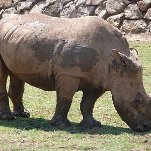 Southern white rhinoceros -Parque de la Naturaleza de Cabárceno (2025)