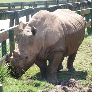 Southern white rhinoceros -Parque de la Naturaleza de Cabárceno (2025)