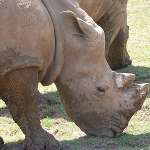 Southern white rhinoceros -Parque de la Naturaleza de Cabárceno (2025)
