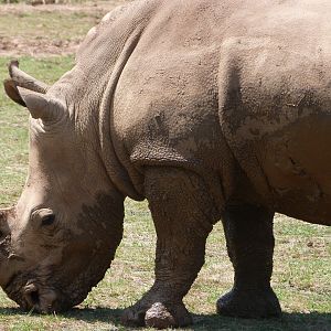 Southern white rhinoceros -Parque de la Naturaleza de Cabárceno (2025)