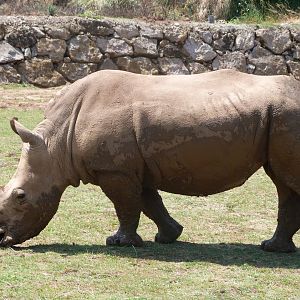 Southern white rhinoceros -Parque de la Naturaleza de Cabárceno (2025)