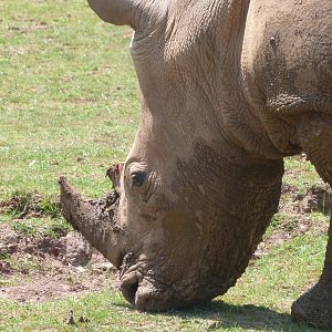 Southern white rhinoceros -Parque de la Naturaleza de Cabárceno (2025)
