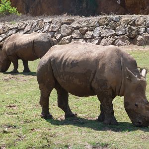 Southern white rhinoceroses -Parque de la Naturaleza de Cabárceno (2025)