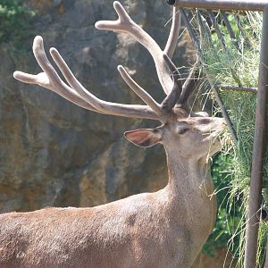 Iberian red deer -Parque de la Naturaleza de Cabárceno (2025)