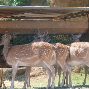 European fallow deer -Parque de la Naturaleza de Cabárceno (2025)
