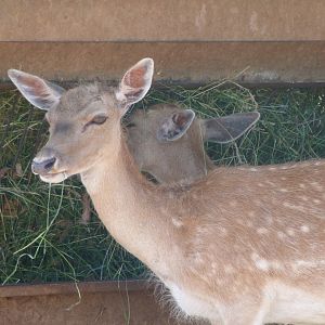 European fallow deer -Parque de la Naturaleza de Cabárceno (2025)