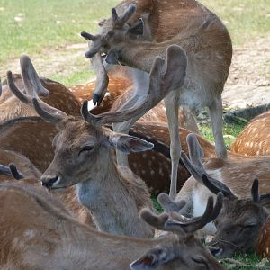 European fallow deer -Parque de la Naturaleza de Cabárceno (2025)