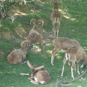 European mouflons -Parque de la Naturaleza de Cabárceno (2025)