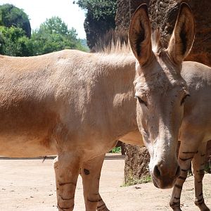 Somali wild ass -Parque de la Naturaleza de Cabárceno (2025)