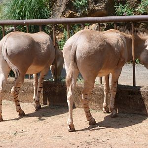 Somali wild asses -Parque de la Naturaleza de Cabárceno (2025)