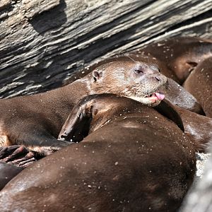 Giant otters
